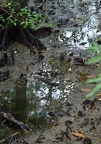 2014-03-29 DSC 1754-Singapur---Sungei-Buloh-Wetland-Reserve---Mangrovenkrabbe-Episesarma-chentongense