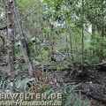 2014-03-29 DSC 7808-Singapur---Sungei-Buloh-Wetland-Reserve---Mangroven