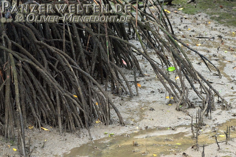 2014-03-29 DSC 1892-Singapur---Sungei-Buloh-Wetland-Reserve---Mangroven