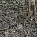 2014-03-29 DSC 1946-Singapur---Sungei-Buloh-Wetland-Reserve---Mangroven