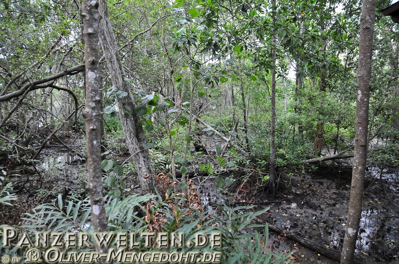 2014-03-29_DSC_7808-Singapur---Sungei-Buloh-Wetland-Reserve---Mangroven.jpg