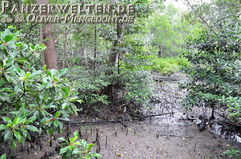 2014-03-29 DSC 7821-Singapur---Sungei-Buloh-Wetland-Reserve---Mangroven